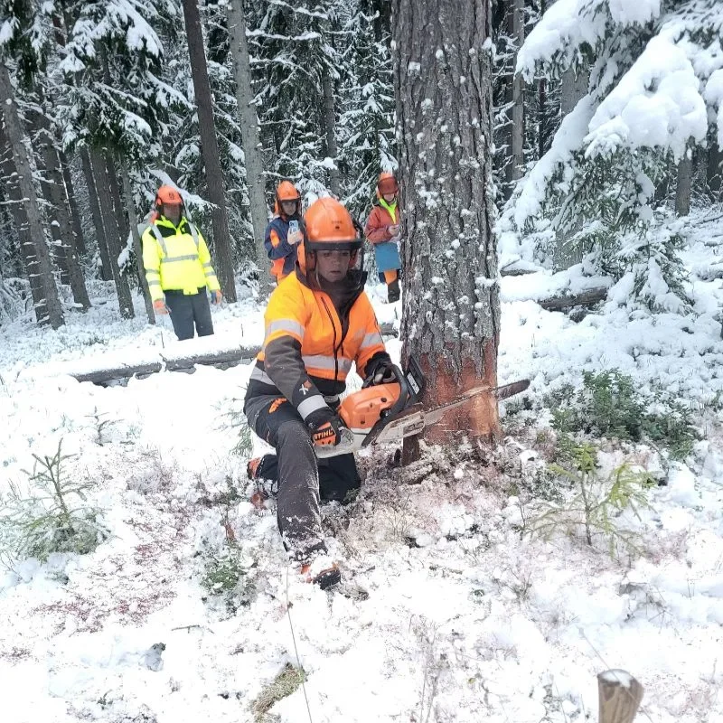 Motorsågskurs i praktiken