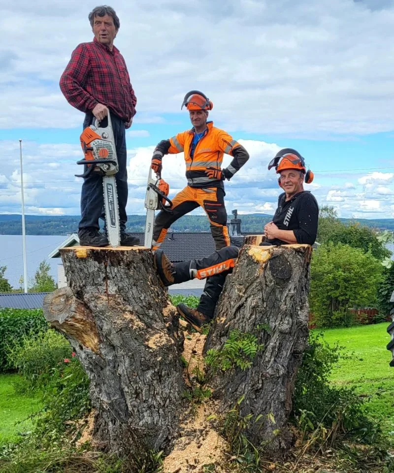 Trädtjänster - Professionell trädfällning och trädvård