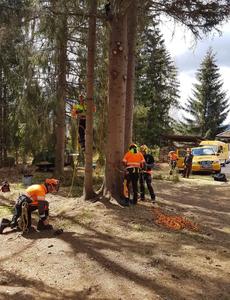 Klätterutbildning i träd