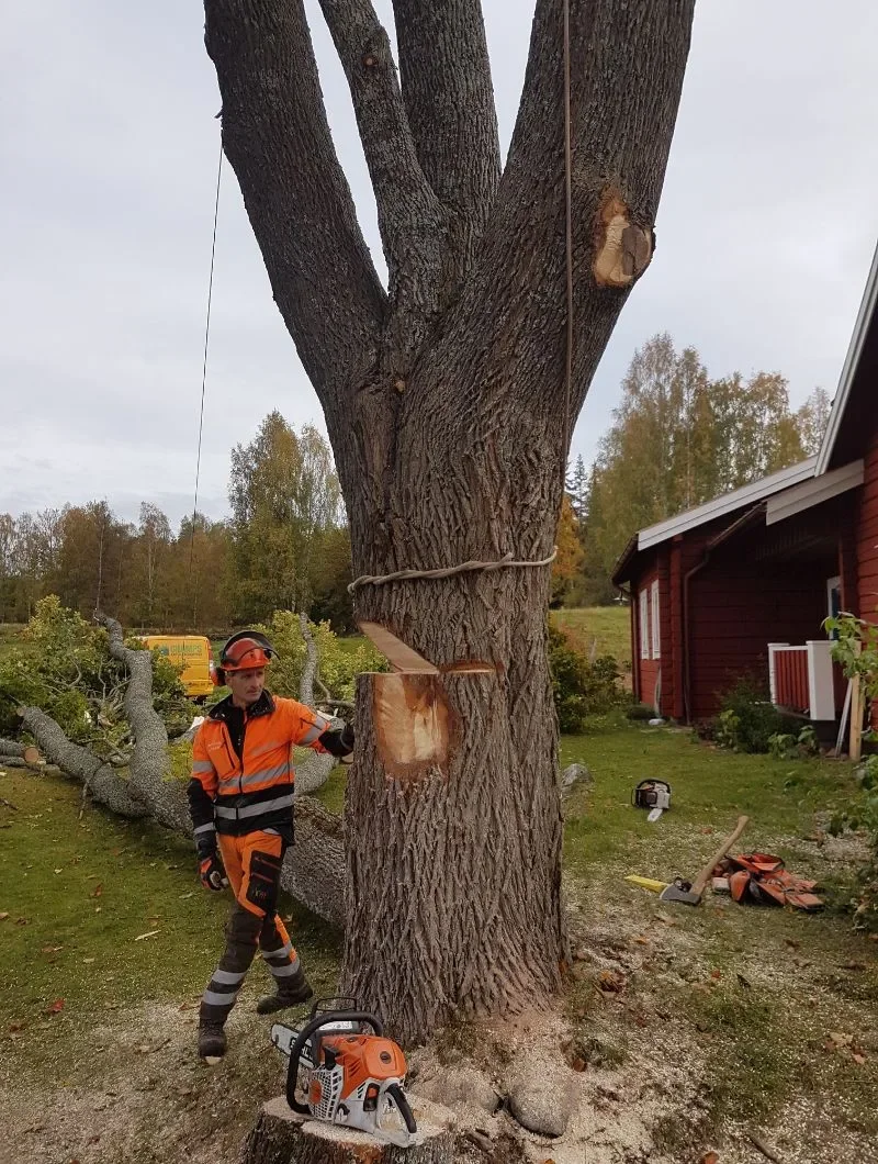 Avancerad trädfällning