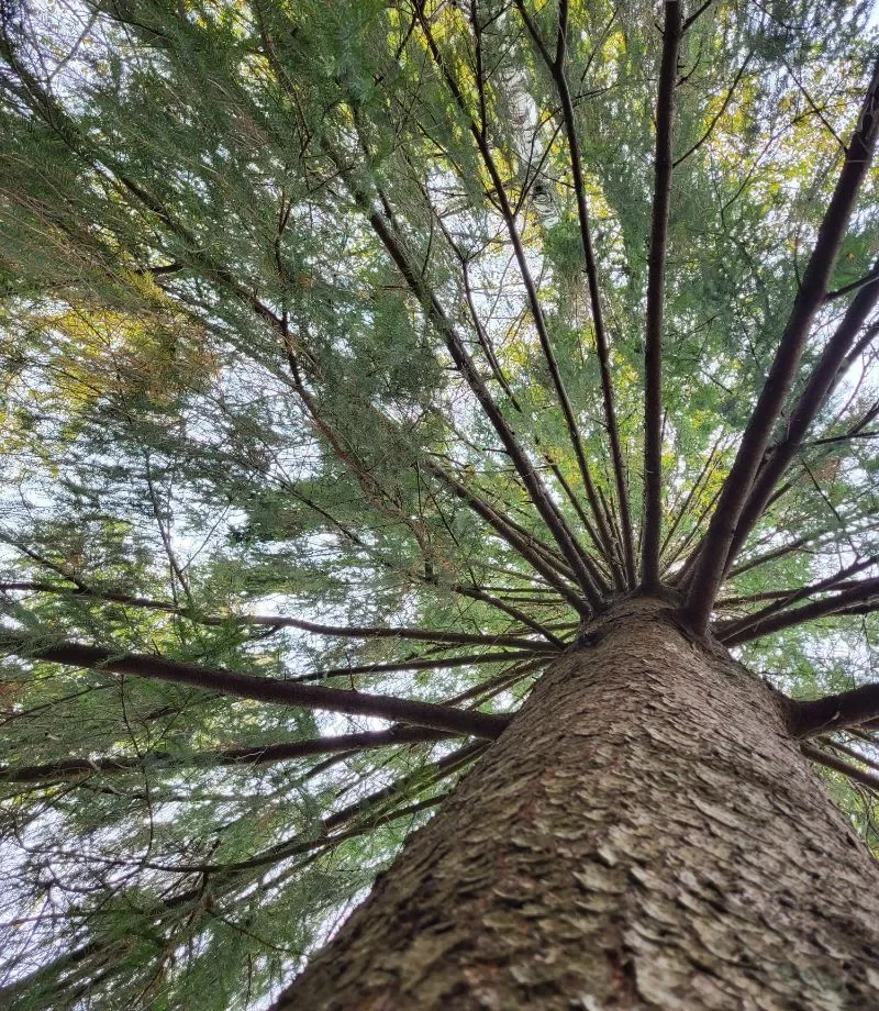 Arborist klättrar i träd