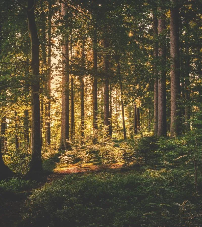 Tätortsnära skogar